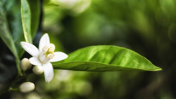 Neroli & Bergamot Scented Drawer Liners