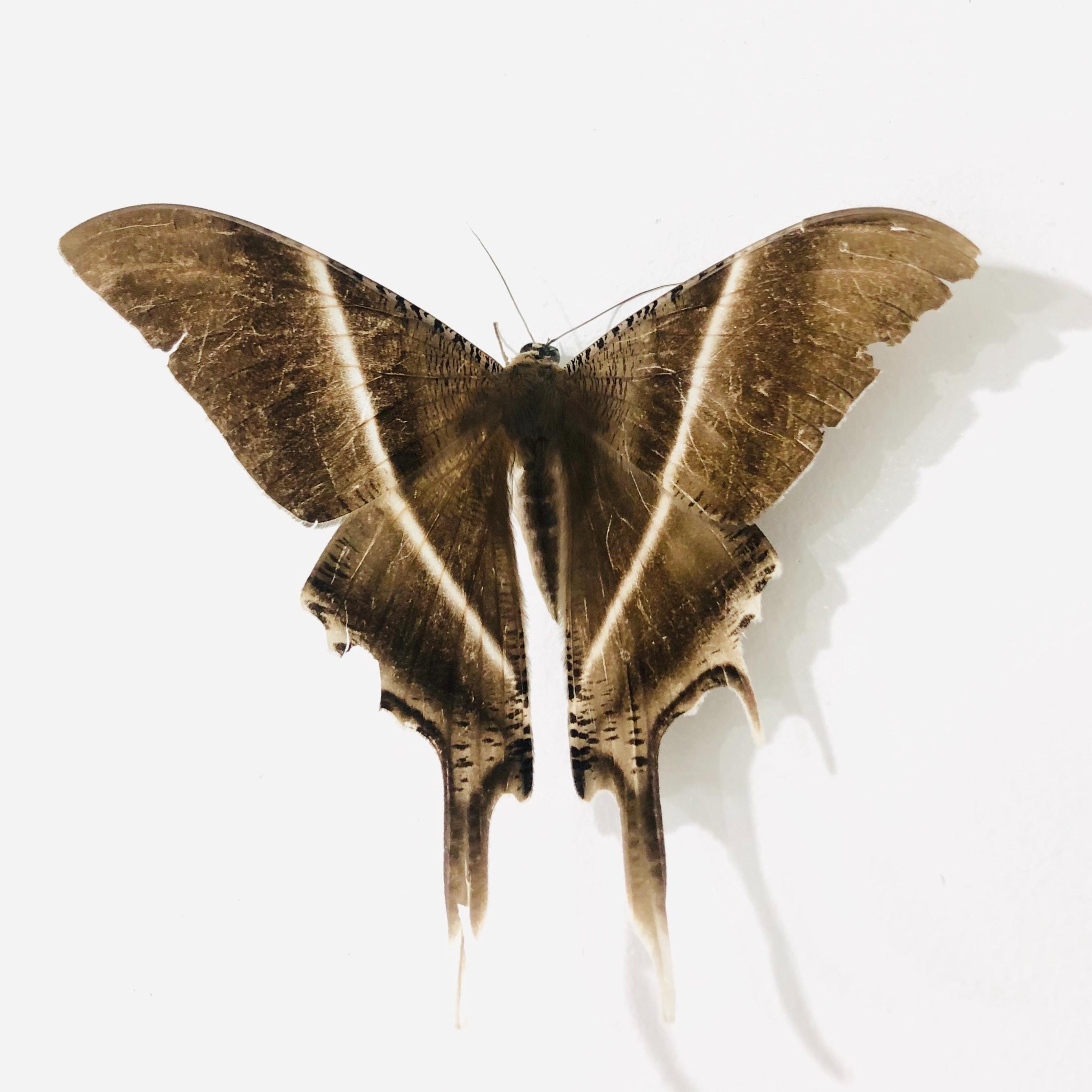 SIMPLY DRAWER LINERS Anti Moth Products 100 NATURAL