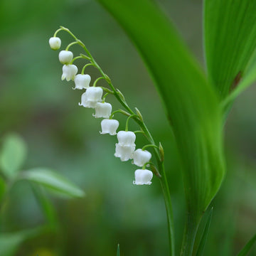 Lily of the Valley