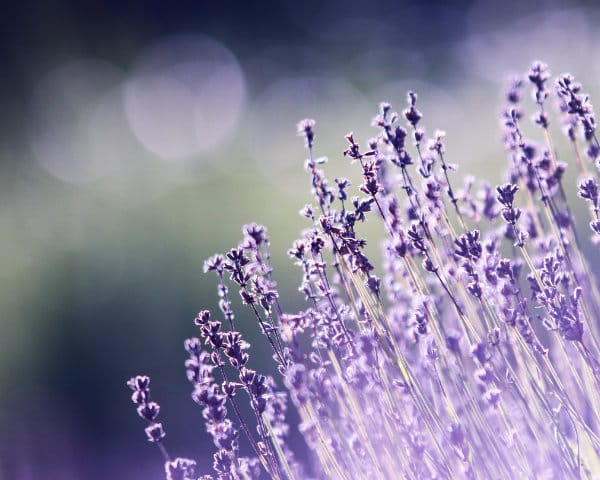 Lavender Scented Drawer Liners and Wardrobe Freshener Products