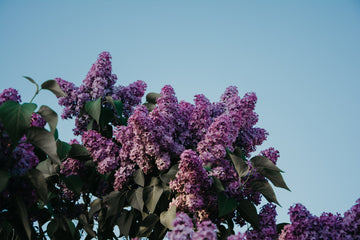 Scent Profile: Lilac