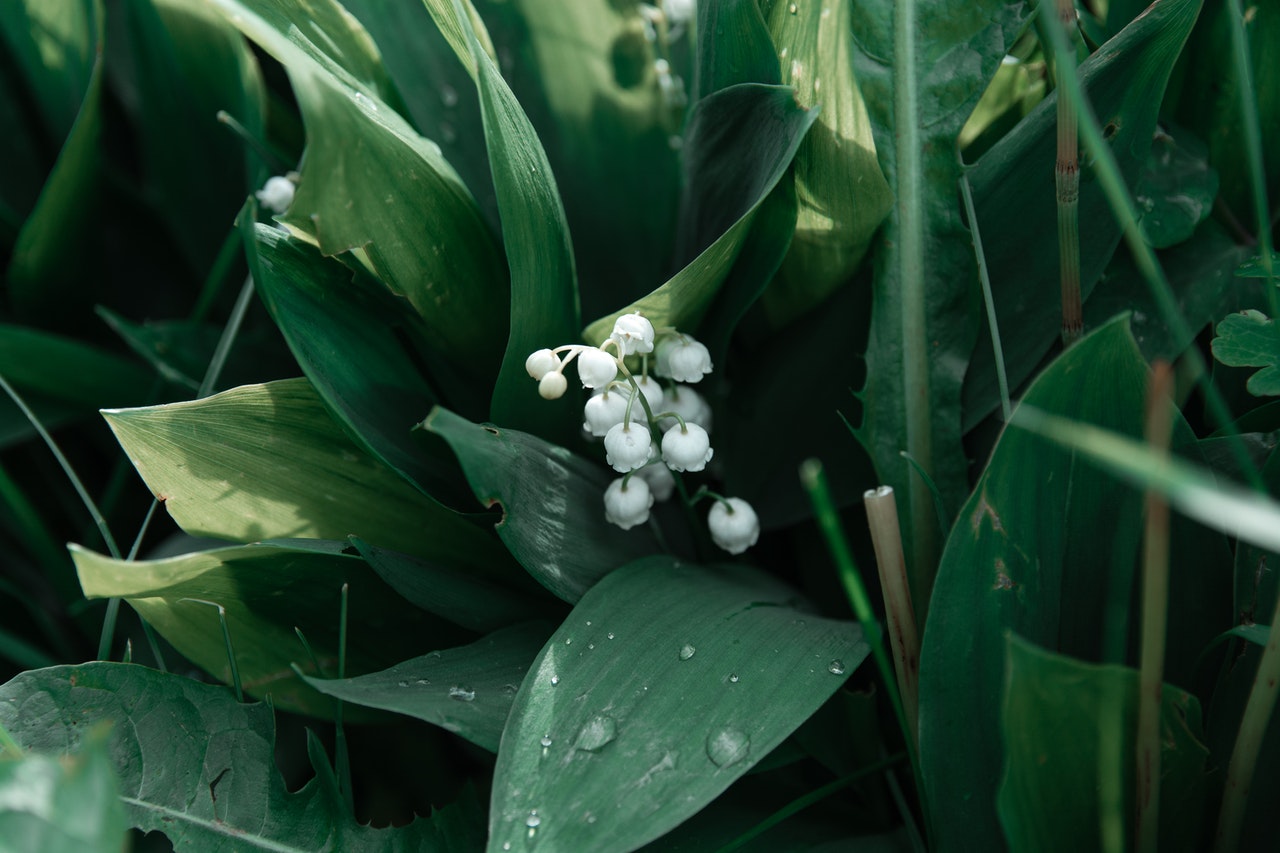 Scent Profile Lily of the Valley
