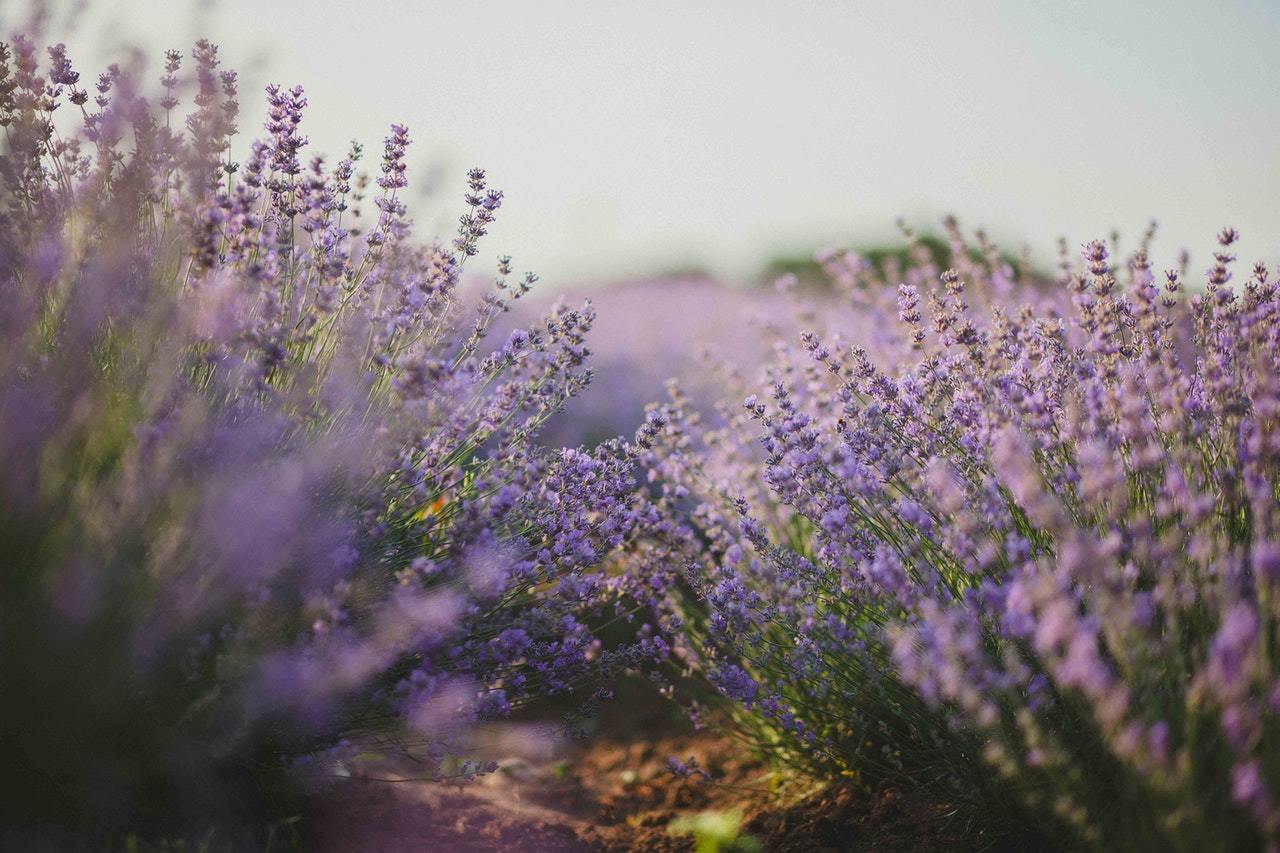 Lavender Fragrance Scent Profile