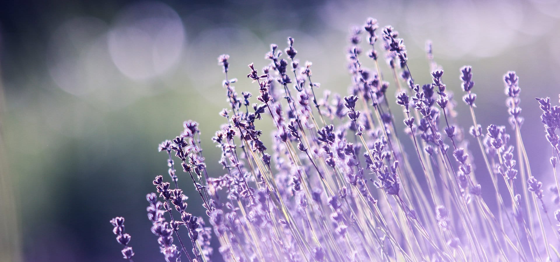 Lavender Scented Drawer Liners and Wardrobe Freshener Collection